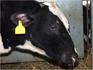 MCF in cattle causes high fever, loss of condition and nasal discharge and results in death within a few weeks